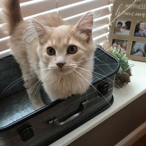 Meet your Posher, Mack